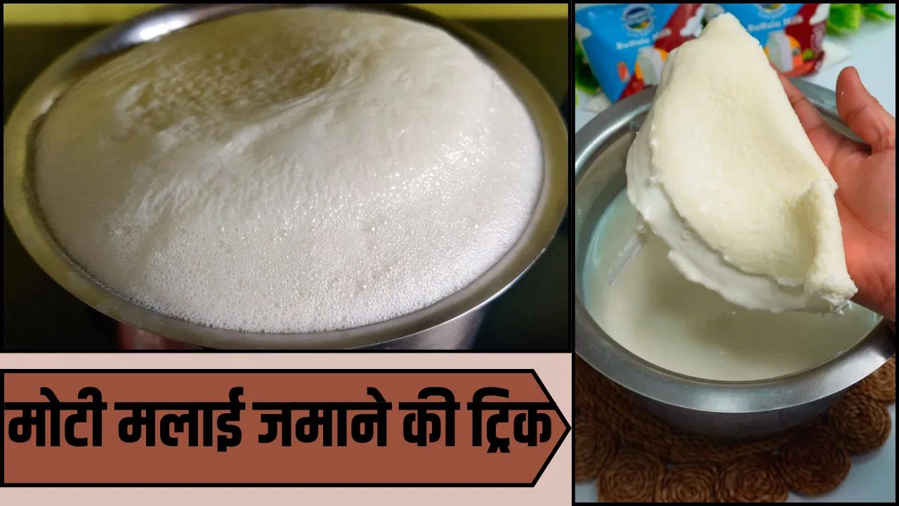 पैकेट वाले दूध की भी जमेगी मोटी मलाई, बस डाल दें ये 1 सीक्रेट इंग्रीडियंट पैकेट वाले दूध की भी जमेगी मोटी मलाई, बस डाल दें ये 1 सीक्रेट इंग्रीडियंट
