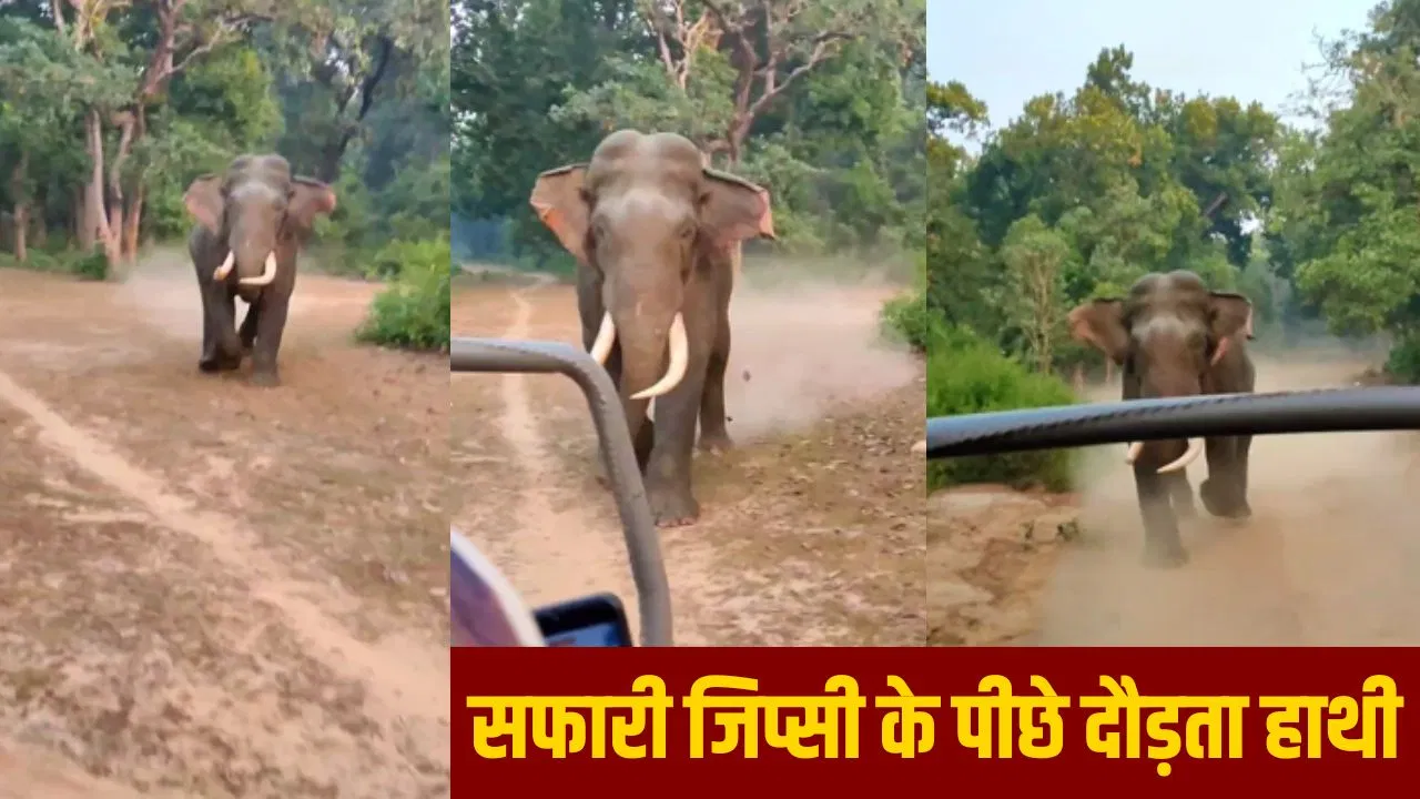‘प्लीज तेज भगाओ-भगाओ’… बिजनौर में पर्यटकों की जिप्सी के पीछे दौड़ा हाथी, देखें अमानगढ़ टाइगर रिजर्व का Video 'प्लीज तेज भगाओ-भगाओ'... बिजनौर में पर्यटकों की जिप्सी के पीछे दौड़ा हाथी, देखें अमानगढ़ टाइगर रिजर्व का Video