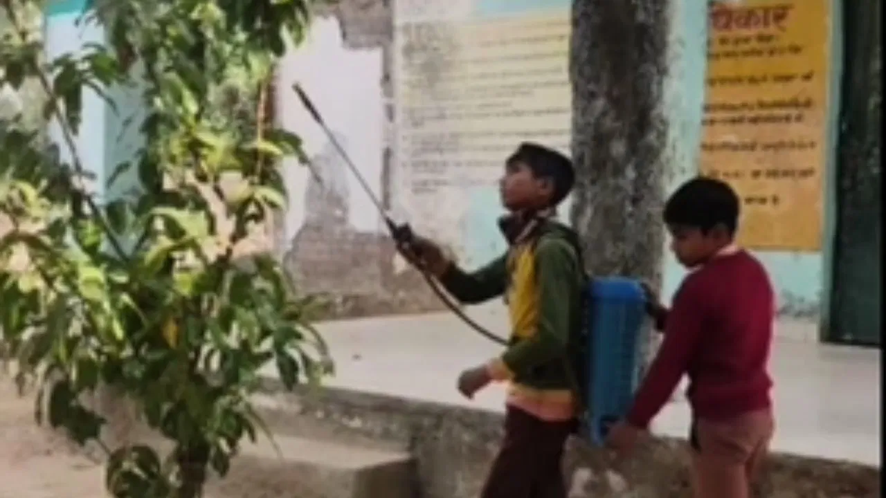 बैग की जगह पीठ पर लादा कीटनाशक दवा का ड्रम, मुरादाबाद में प्राइमरी स्कूल के छात्रों से करवाया ऐसा काम… BSA ने लिया एक्शन बैग की जगह पीठ पर लादा कीटनाशक दवा का ड्रम, मुरादाबाद में प्राइमरी स्कूल के छात्रों से करवाया ऐसा काम... BSA ने लिया एक्शन