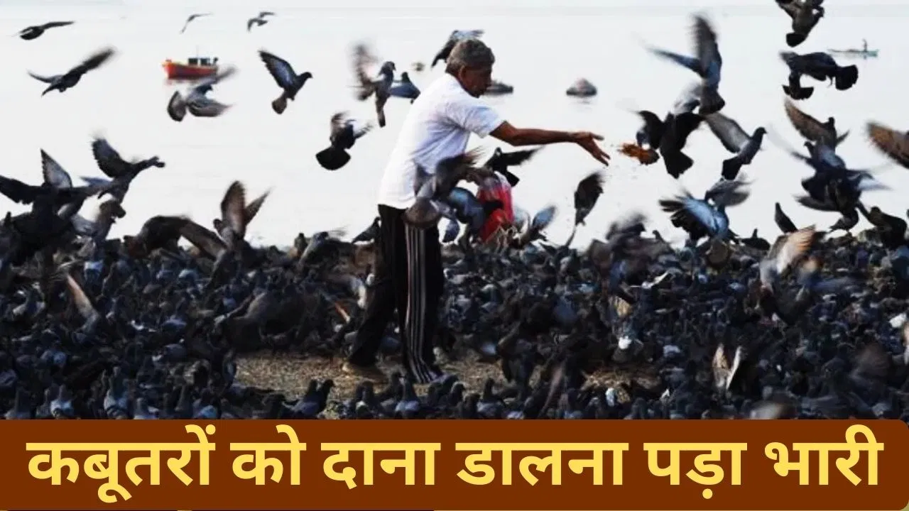 महाराष्ट्र में कबूतरों को दाना खिलाने पर कोर्ट सख्त, लगाया 5000 रुपए का जुर्माना महाराष्ट्र में कबूतरों को दाना खिलाने पर कोर्ट सख्त, लगाया 5000 रुपए का जुर्माना