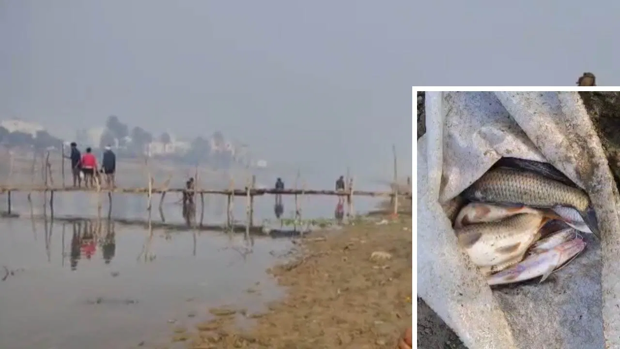 मुरादाबाद की रामगंगा नदी में अचानक मर गईं हजारों मछलियां, लोगों ने ड्रमों में भरीं और लगे बेचने मुरादाबाद की रामगंगा नदी में अचानक मर गईं हजारों मछलियां, लोगों ने ड्रमों में भरीं और लगे बेचने