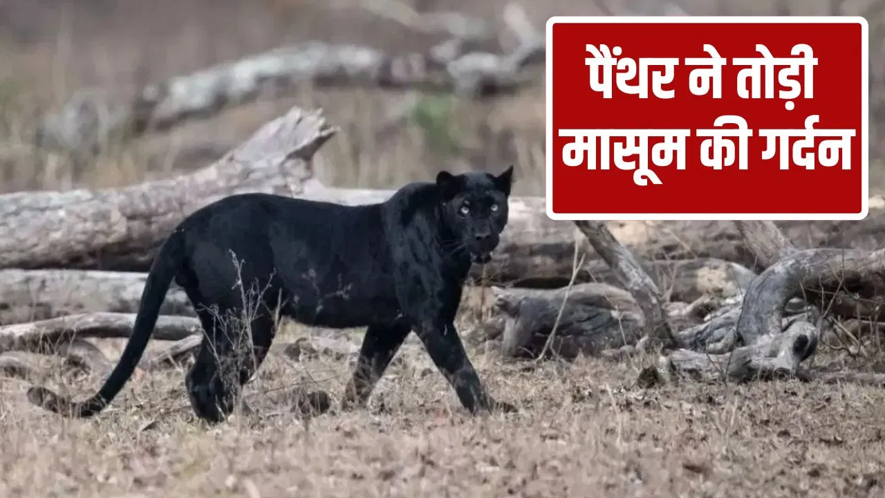 रणथंभौर में मंदिर से दर्शन कर पिता के साथ लौट रहा था मासूम, रास्ते में गर्दन पकड़कर उठा ले गया पैंथर; दर्दनाक मौत रणथंभौर में मंदिर से दर्शन कर पिता के साथ लौट रहा था मासूम, रास्ते में गर्दन पकड़कर उठा ले गया पैंथर; दर्दनाक मौत