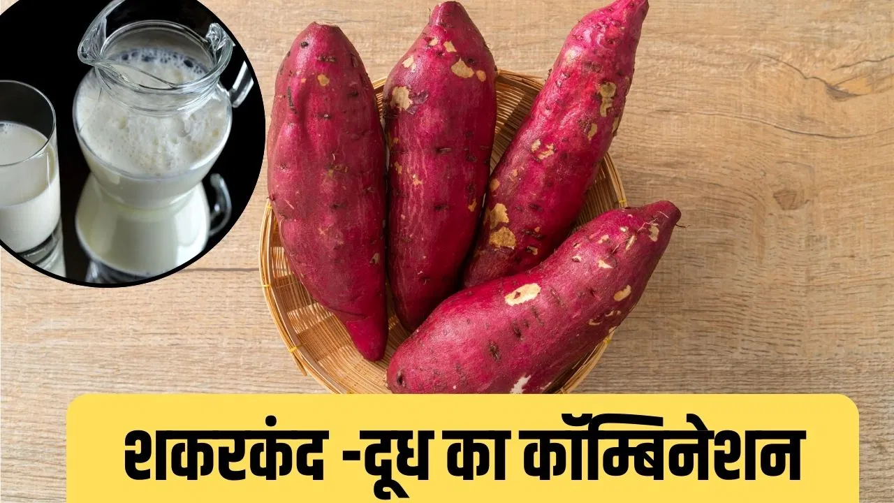 सर्दियों के ‘सुपरफूड’ शकरकंद को दूध के साथ खाना कितना सही? एक्सपर्ट से जानें सही जवाब सर्दियों के 'सुपरफूड' शकरकंद को दूध के साथ खाना कितना सही? एक्सपर्ट से जानें सही जवाब