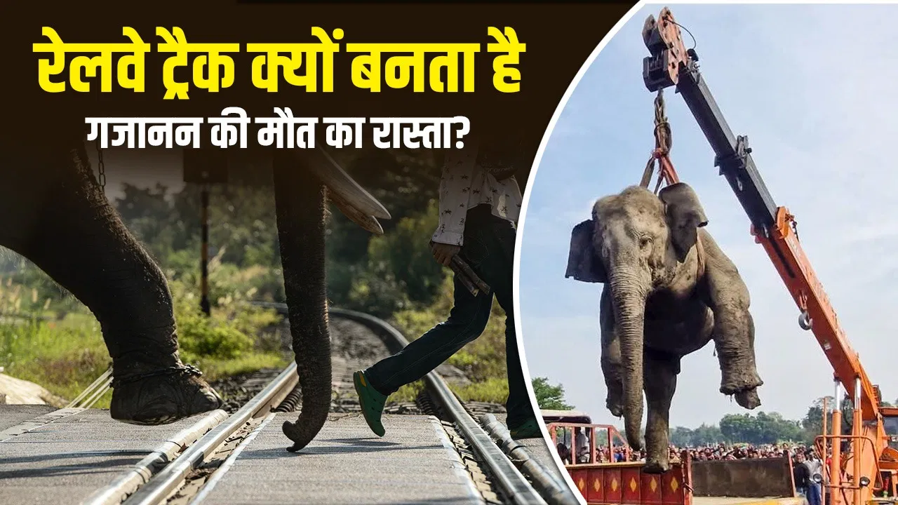 हाथियों से हादसा! किन-किन रूटों पर ट्रेनों की रफ्तार पर लग जाता है ब्रेक? हाथियों से हादसा! किन-किन रूटों पर ट्रेनों की रफ्तार पर लग जाता है ब्रेक?