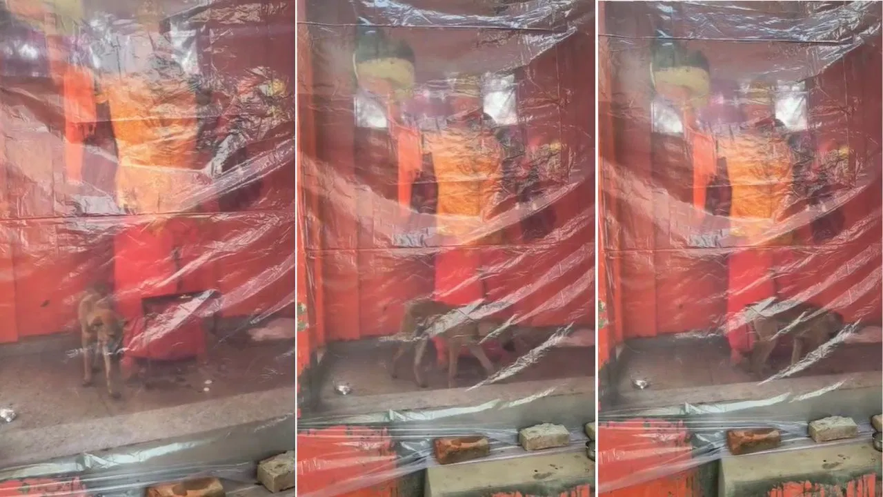 48 घंटे से हनुमान मंदिर की परिक्रमा कर रहा ये कुत्ता, बिजनौर में अनोखे भक्त की खूब हो रही चर्चा-Video 48 घंटे से हनुमान मंदिर की परिक्रमा कर रहा ये कुत्ता, बिजनौर में अनोखे भक्त की खूब हो रही चर्चा-Video