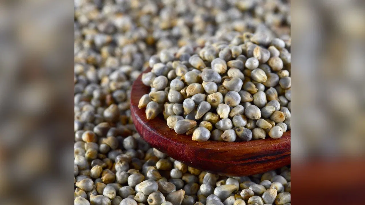 Bajra Eating Tips: बाजरा को बच्चे के रूटीन में करना है शामिल, इन बेस्ट तरीकों को आजमाएं Bajra Eating Tips: बाजरा को बच्चे के रूटीन में करना है शामिल, इन बेस्ट तरीकों को आजमाएं
