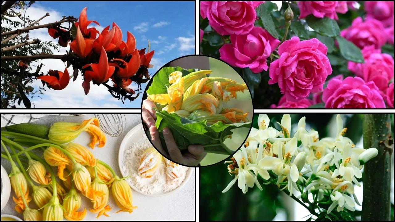 Edible Flowers:सब्जी से लेकर मिठाई तक…खाने में इस्तेमाल होते हैं ये 6 तरह के फूल Edible Flowers:सब्जी से लेकर मिठाई तक...खाने में इस्तेमाल होते हैं ये 6 तरह के फूल