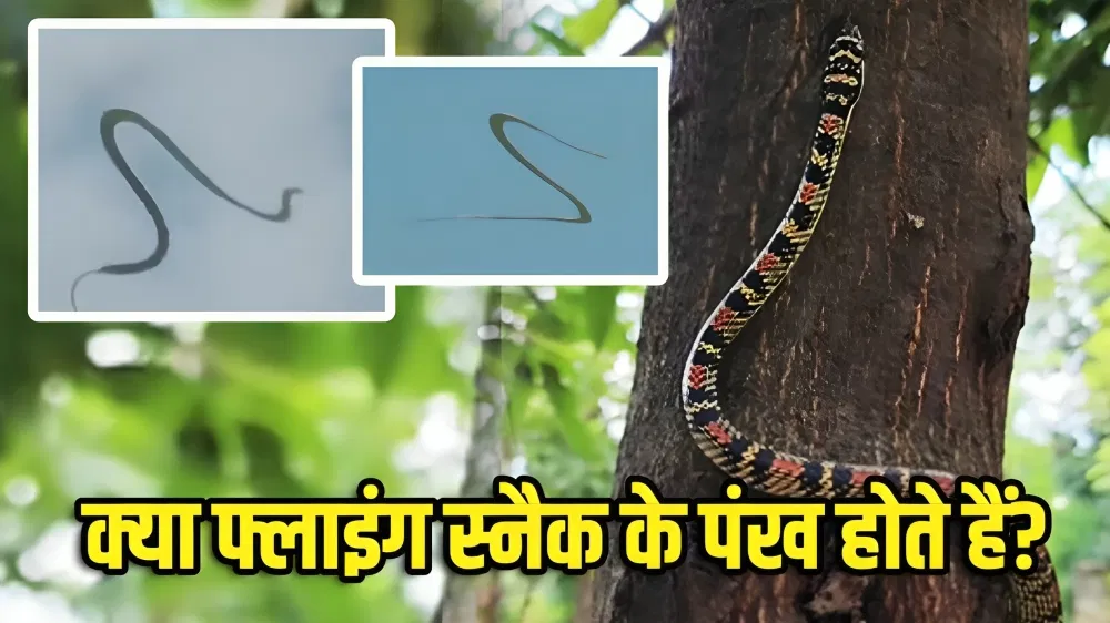 Flying Snake: फ्लाइंग स्नैक बिना पंख हवा में कैसे ‘उड़ते’ हैं, इस सांप का जहर कितना जानलेवा? Flying Snake: फ्लाइंग स्नैक बिना पंख हवा में कैसे 'उड़ते' हैं, इस सांप का जहर कितना जानलेवा?