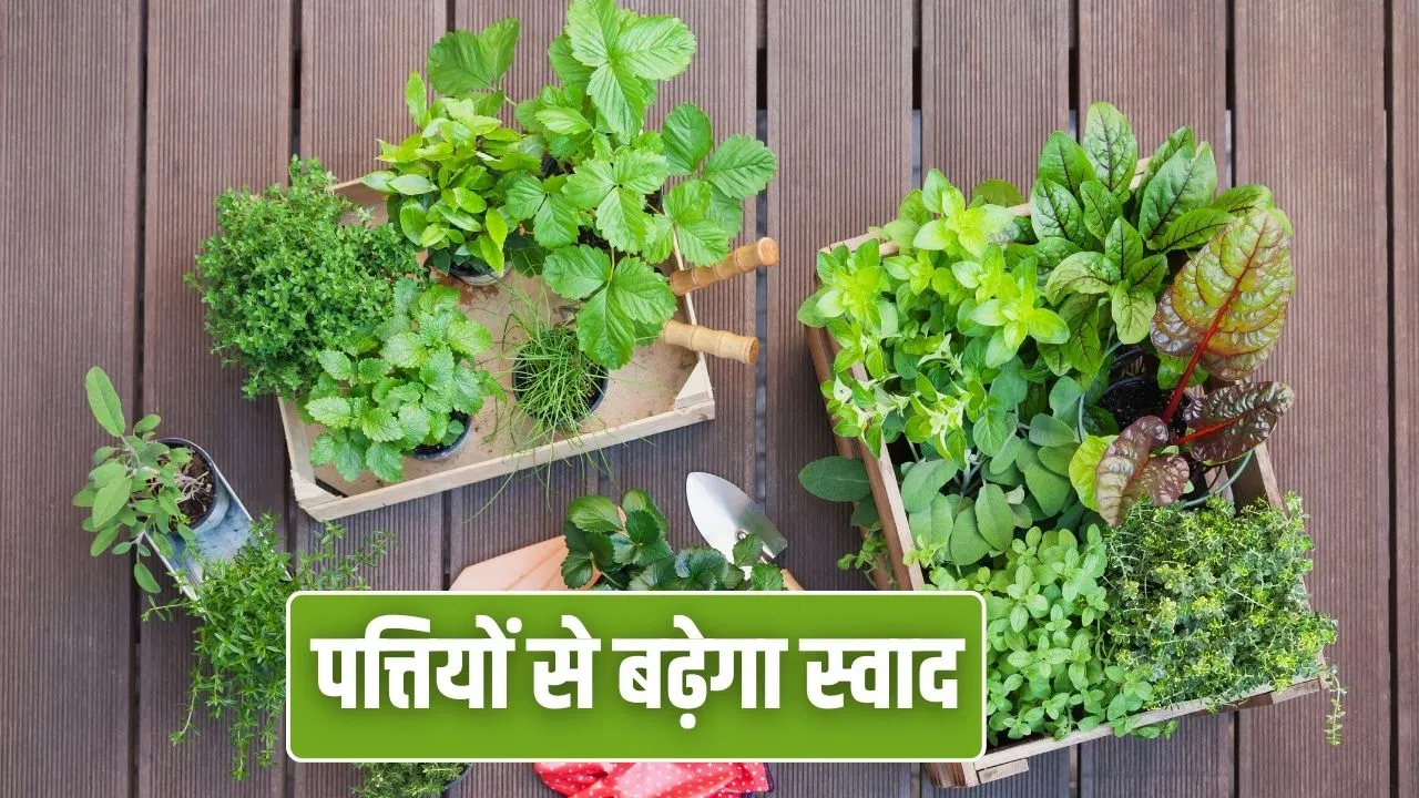 Herbs Planting: घर में जरूर उगाएं ये 7 पौधे, 4-5 पत्तियां और खाने का स्वाद हो जाएगा दोगुना Herbs Planting: घर में जरूर उगाएं ये 7 पौधे, 4-5 पत्तियां और खाने का स्वाद हो जाएगा दोगुना