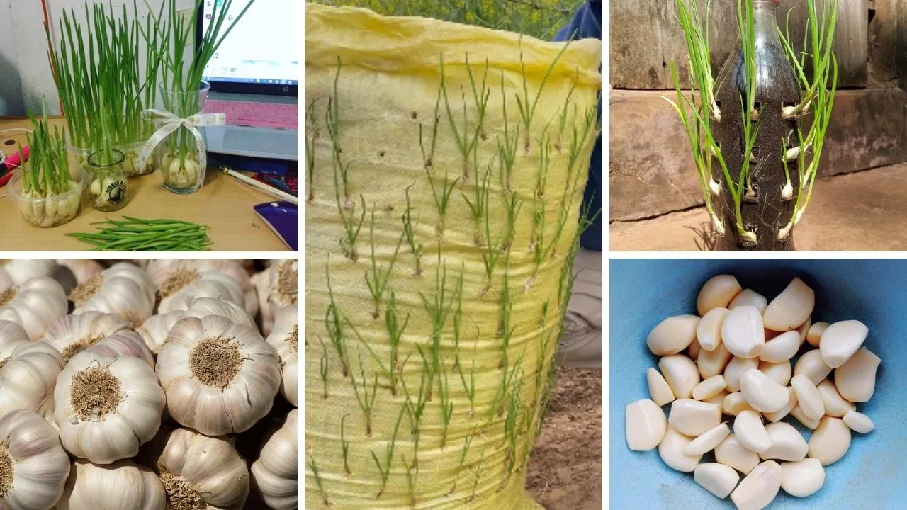 How To Grow Garlic in Small Space: प्लास्टिक के कट्टे, डिब्बे और बोतल में इस तरह उगाएं कई किलो लहसुन! कम जगह के लिए बेस्ट How To Grow Garlic in Small Space: प्लास्टिक के कट्टे, डिब्बे और बोतल में इस तरह उगाएं कई किलो लहसुन! कम जगह के लिए बेस्ट