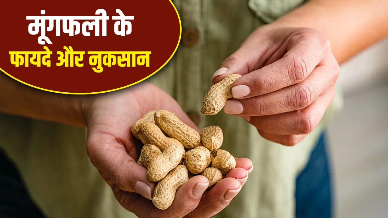 Peanuts intake in winter: सर्दियों में एक दिन में कितनी मूंगफली खाना है सही? Peanuts intake in winter: सर्दियों में एक दिन में कितनी मूंगफली खाना है सही?