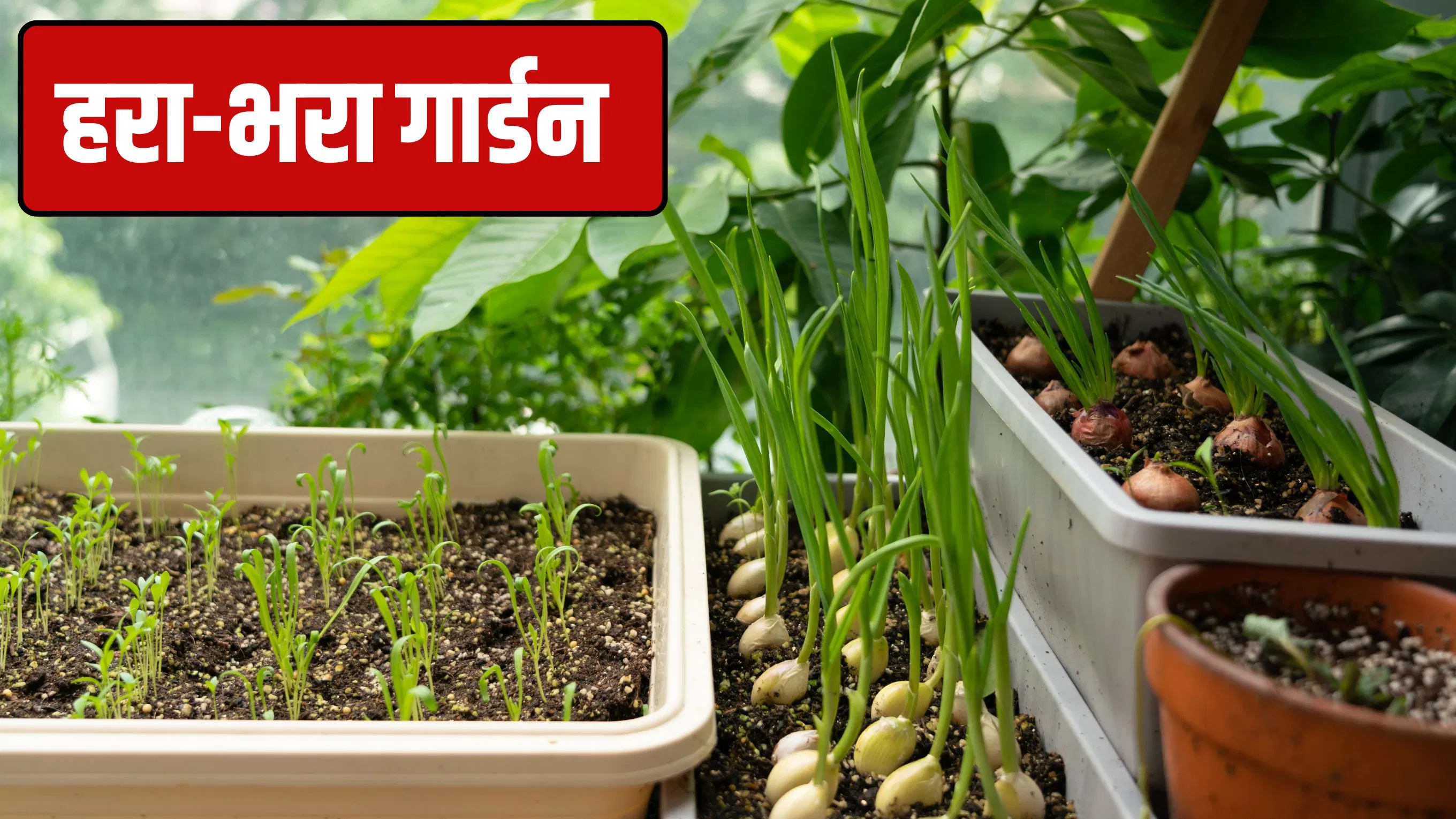 Plant Grow : फरवरी के महीने में लगाएं ये 6 पौधे, मई-जून में मिलेंगी भरपूर सब्जियां और फल Plant Grow : फरवरी के महीने में लगाएं ये 6 पौधे, मई-जून में मिलेंगी भरपूर सब्जियां और फल