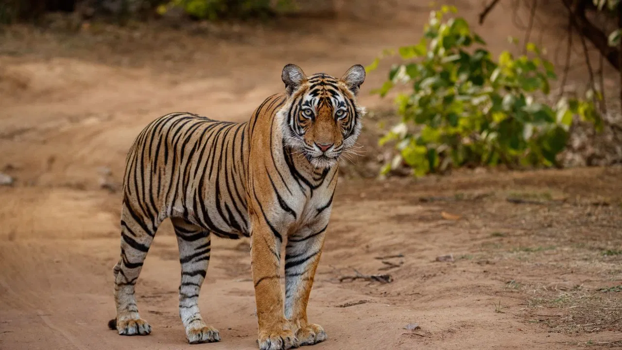 अपने पेट का जुगाड़ करने गए थे, बाघ ने बनाया शिकार… खा गया युवक का आधा शरीर; पेंच टाइगर रिजर्व में सिक्योरिटी पर सवाल अपने पेट का जुगाड़ करने गए थे, बाघ ने बनाया शिकार... खा गया युवक का आधा शरीर; पेंच टाइगर रिजर्व में सिक्योरिटी पर सवाल