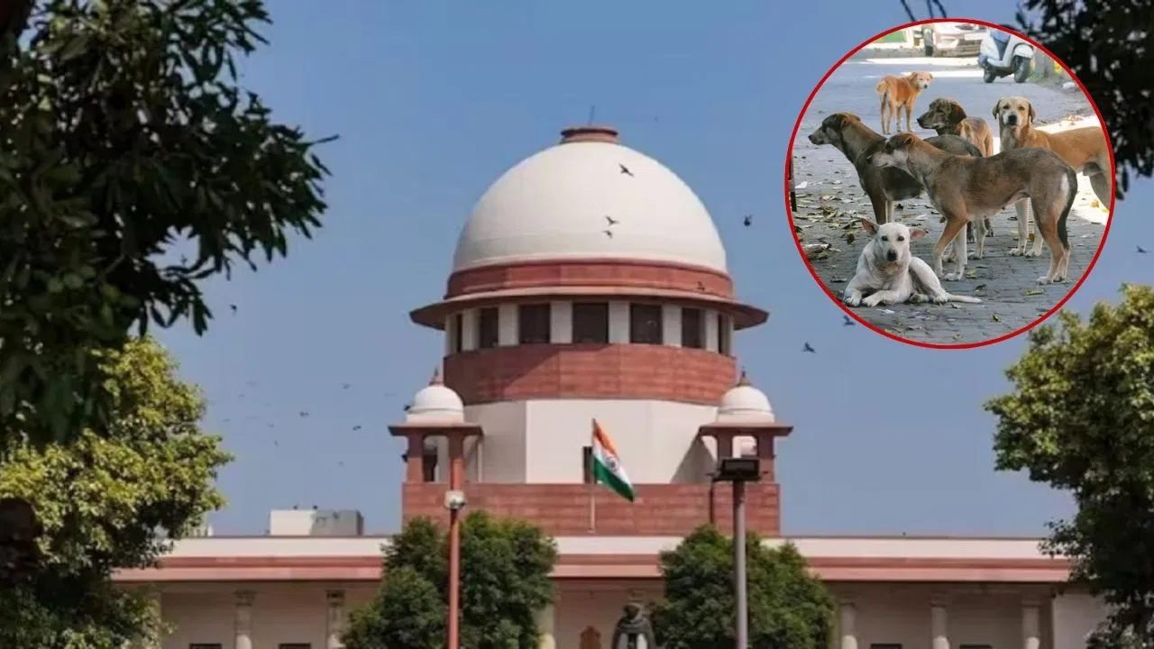इतने आवेदन तो इंसानों के लिए भी नहीं आते… आवारा कुत्तों के मामलों पर SC की सख्त टिप्पणी इतने आवेदन तो इंसानों के लिए भी नहीं आते... आवारा कुत्तों के मामलों पर SC की सख्त टिप्पणी