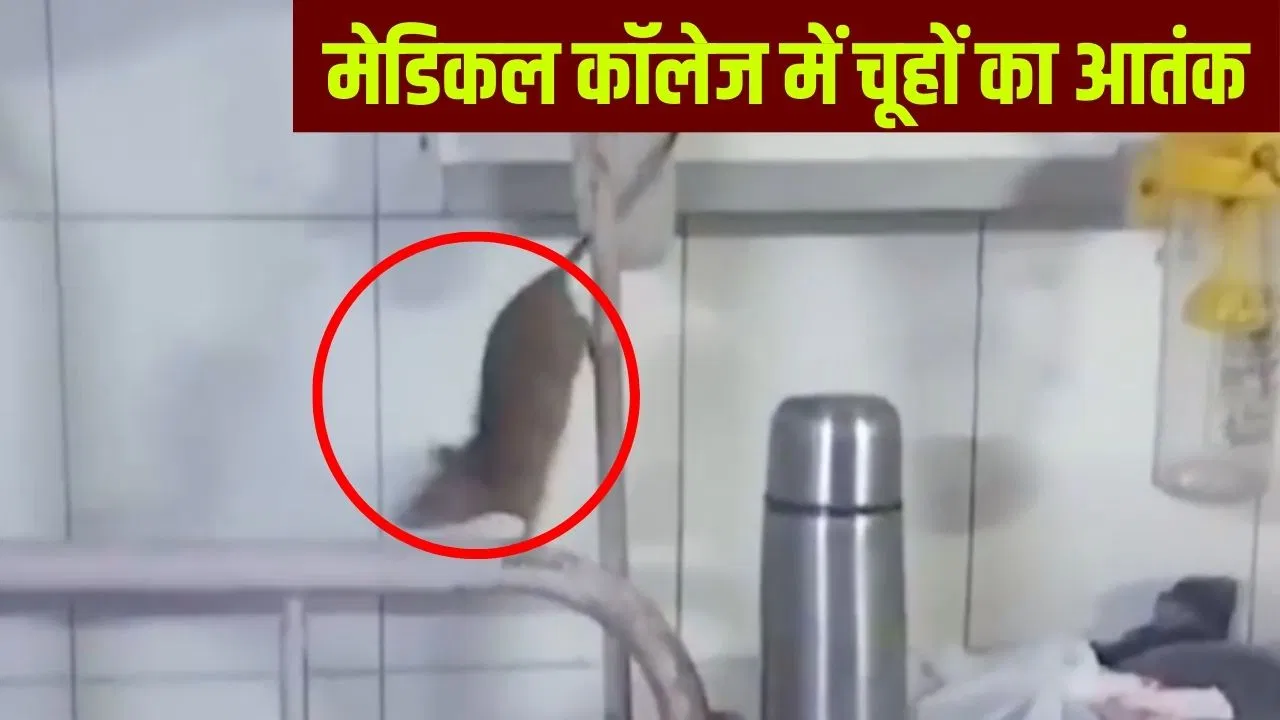 ऑक्सीजन पाइप पर दौड़ते चूहे, मरीजों के बेड पर टहल रहे… गोंडा मेडिकल कॉलेज का गजब हाल, Video वायरल ऑक्सीजन पाइप पर दौड़ते चूहे, मरीजों के बेड पर टहल रहे... गोंडा मेडिकल कॉलेज का गजब हाल, Video वायरल
