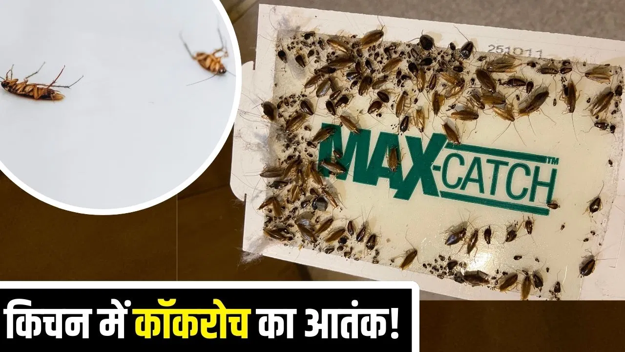घर में कॉकरोच का आतंक, क्या होम रेमेडीज से कम हो सकते हैं? ये तरीके आएंगे काम घर में कॉकरोच का आतंक, क्या होम रेमेडीज से कम हो सकते हैं? ये तरीके आएंगे काम