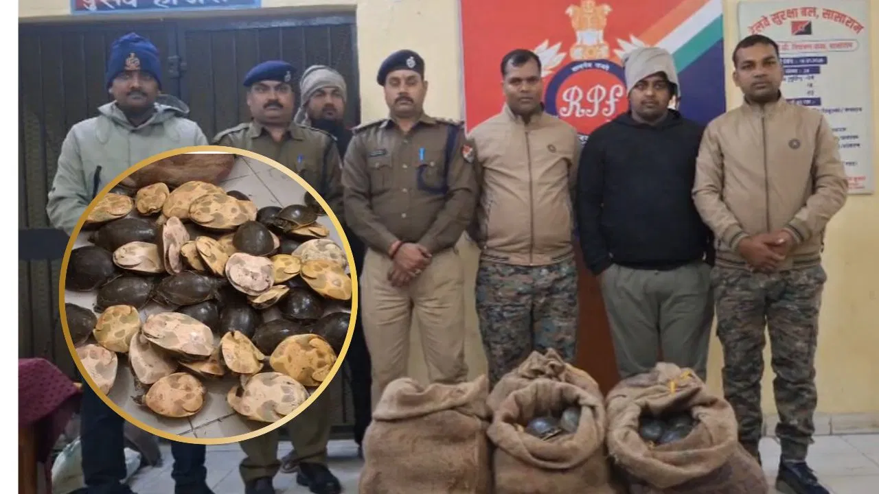 ट्रेन में सीट के नीचे छिपाकर रखे थे 11 बोरे, खोलने पर निकले 311 कछुए; सासाराम पहुंचे वन विभाग के अफसर ट्रेन में सीट के नीचे छिपाकर रखे थे 11 बोरे, खोलने पर निकले 311 कछुए; सासाराम पहुंचे वन विभाग के अफसर