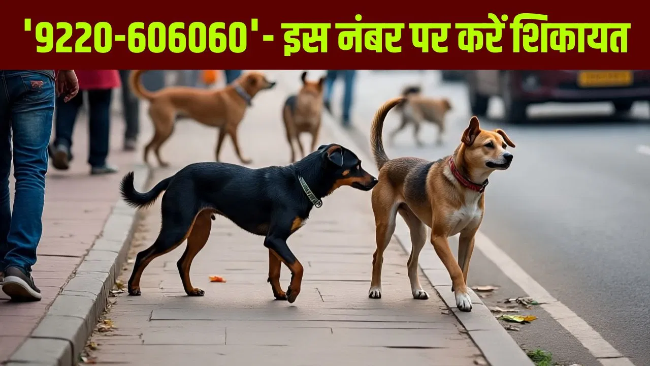 दिल्ली में आवारा कुत्तों से हैं परेशान? विजय गोयल ने जारी किया हेल्पलाइन नंबर, इस पर करें शिकायत दिल्ली में आवारा कुत्तों से हैं परेशान? विजय गोयल ने जारी किया हेल्पलाइन नंबर, इस पर करें शिकायत