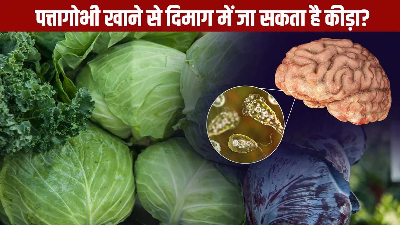 पत्तागोभी में क्या सच में होता है कीड़ा या ये है केवल भ्रम, जानें क्या कहता है मेडिकल साइंस? पत्तागोभी में क्या सच में होता है कीड़ा या ये है केवल भ्रम, जानें क्या कहता है मेडिकल साइंस?