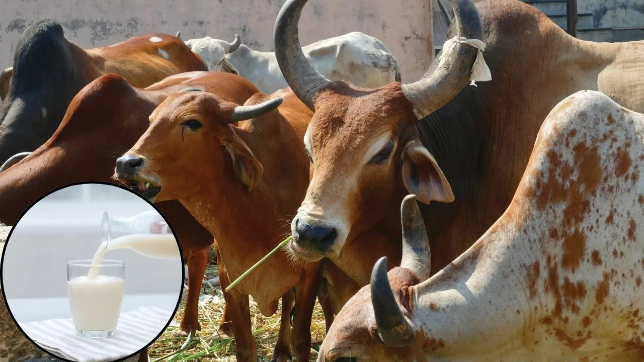 फैट से हाई प्रोटीन तक…5 अलग-अलग गाय और उनके पोषक तत्व, आपके लिए कौन सा सही? फैट से हाई प्रोटीन तक...5 अलग-अलग गाय और उनके पोषक तत्व, आपके लिए कौन सा सही?
