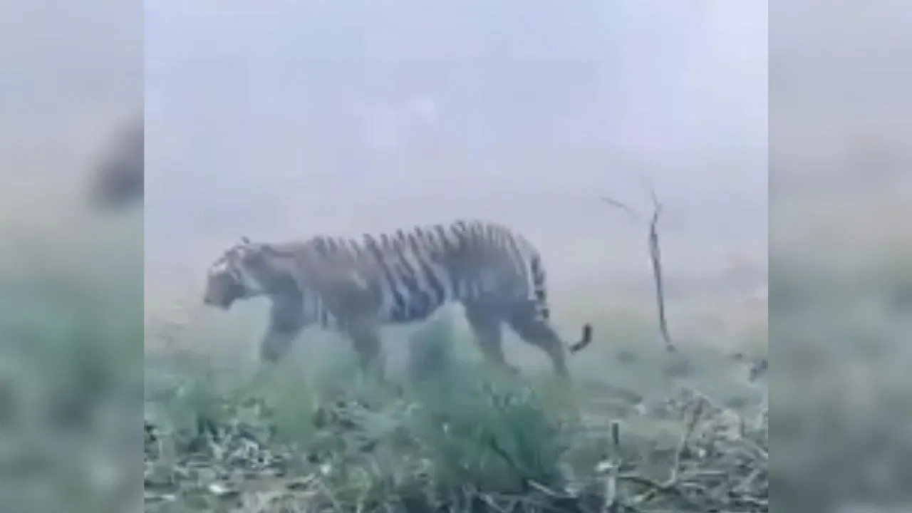 बहराइच के खेतों में टहल रहा बाघ, दहशत से घरों में दुबके लोग… VIDEO बहराइच के खेतों में टहल रहा बाघ, दहशत से घरों में दुबके लोग... VIDEO