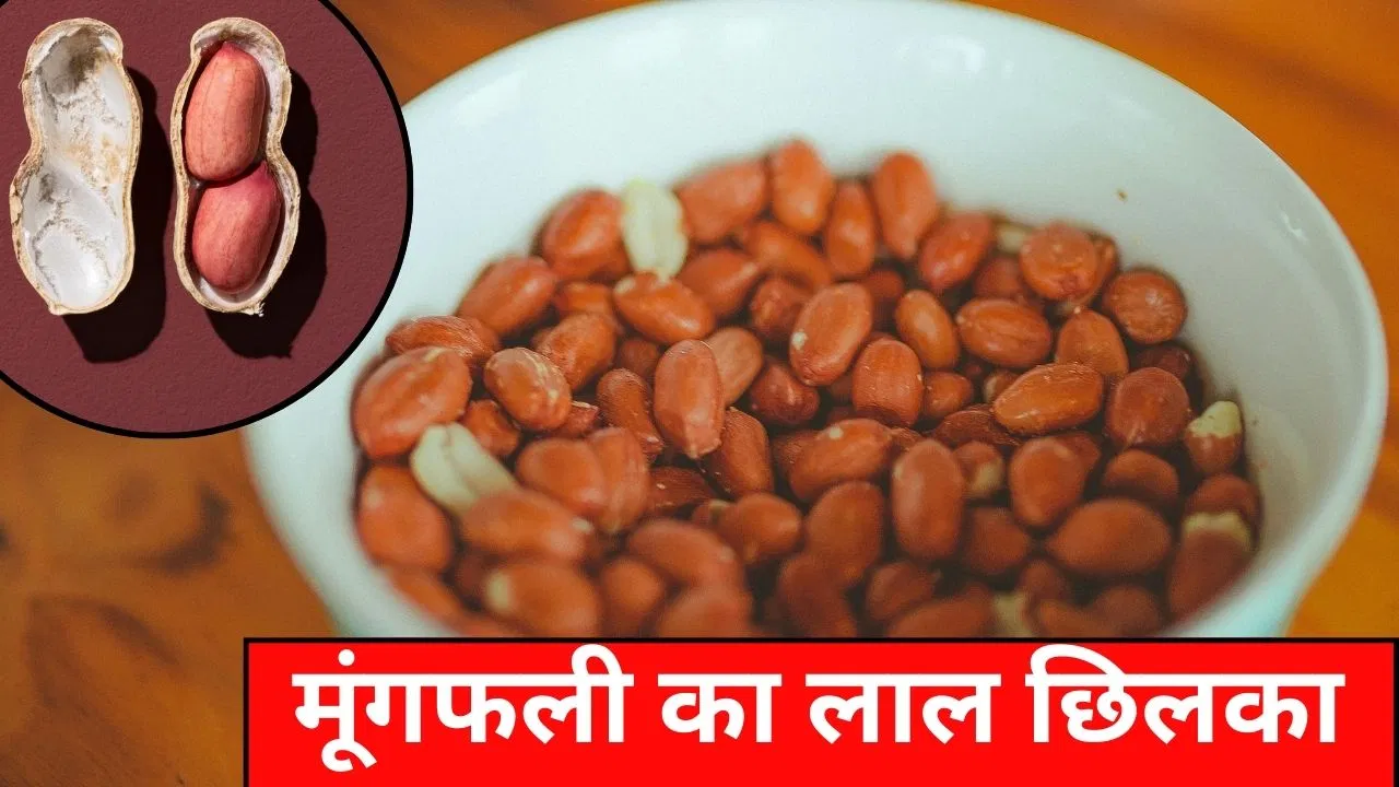 मूंगफली को उसके अंदर वाले लाल छिलके साथ खाना सही है या गलत? एक्सपर्ट से जानें मूंगफली को उसके अंदर वाले लाल छिलके साथ खाना सही है या गलत? एक्सपर्ट से जानें