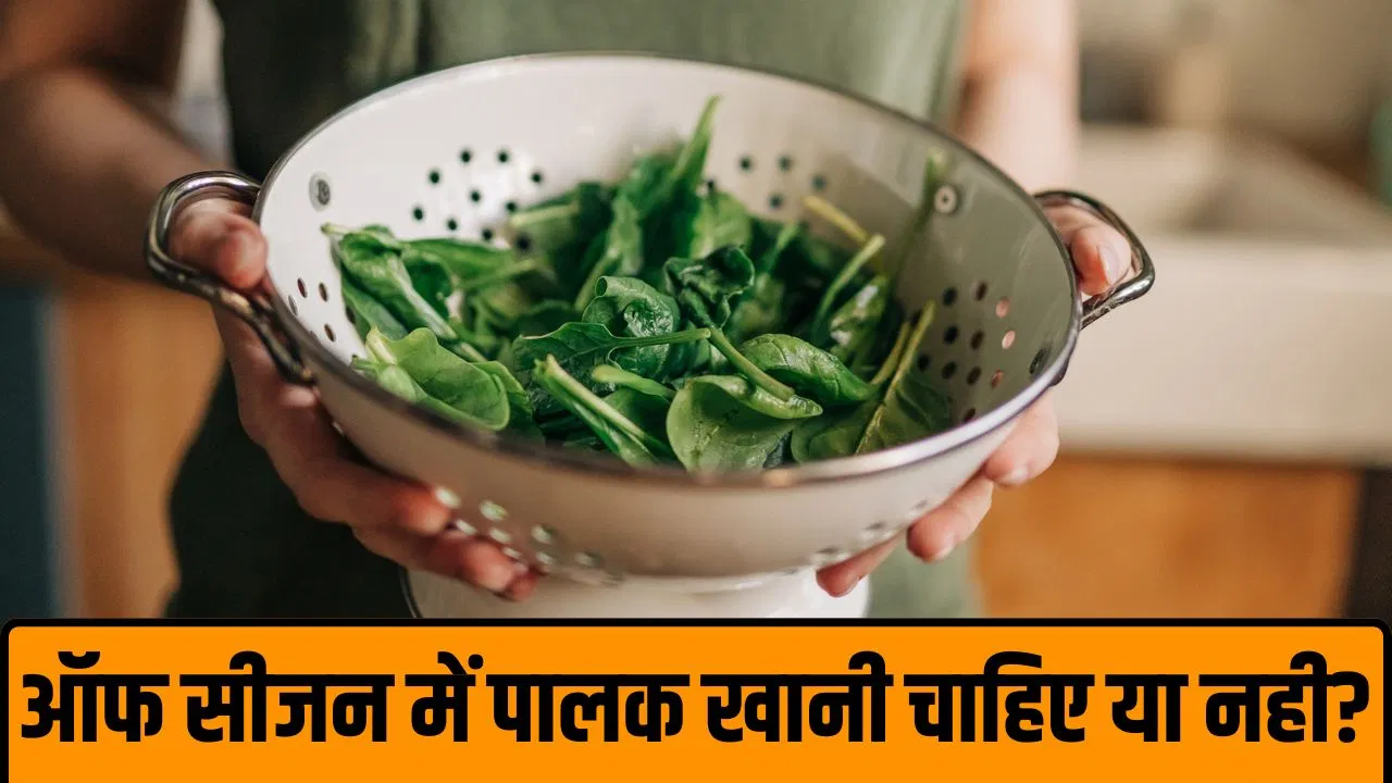 सर्दियों में खाई जानी वाली पालक को ऑफ सीजन में खाने के क्या है नुकसान? एक्सपर्ट से जानें सर्दियों में खाई जानी वाली पालक को ऑफ सीजन में खाने के क्या है नुकसान? एक्सपर्ट से जानें