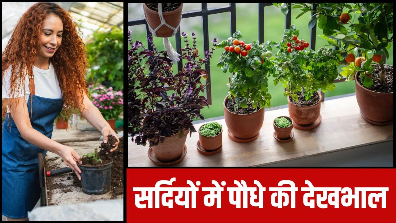 सर्दियों में भी आपका छोटा सा गार्डन रहेगा हर भरा, ज्यादा पानी देने जैसी इन 5 गलतियों से रहें दूर सर्दियों में भी आपका छोटा सा गार्डन रहेगा हर भरा, ज्यादा पानी देने जैसी इन 5 गलतियों से रहें दूर