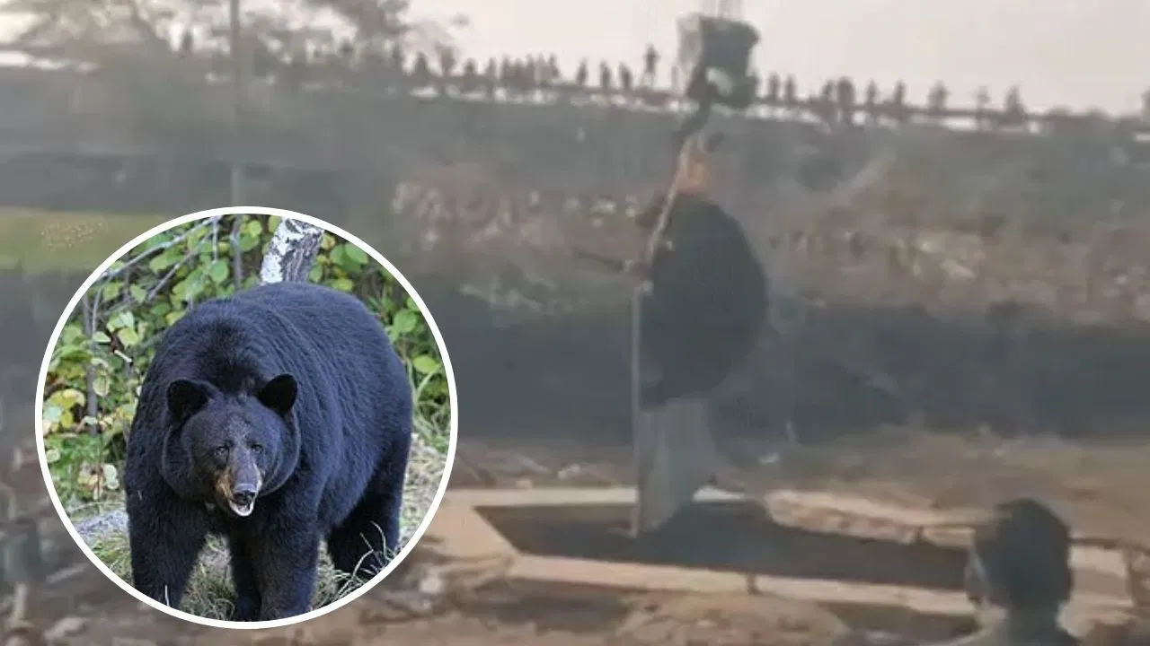 हाथ-पैर और मुंह पर गहरा घाव… बूंदी में भालू ने महिला पर किया जानलेवा हमला, कुएं से किया गया था रेस्क्यू हाथ-पैर और मुंह पर गहरा घाव... बूंदी में भालू ने महिला पर किया जानलेवा हमला, कुएं से किया गया था रेस्क्यू
