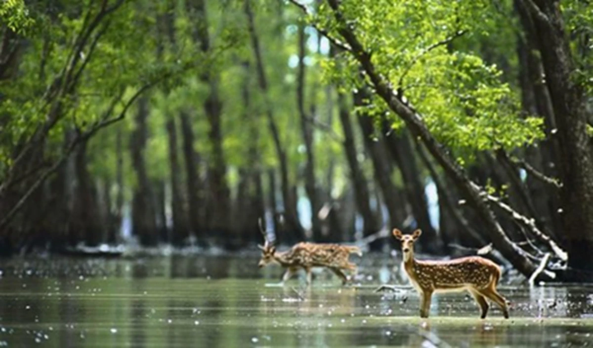 Travel Tips: IRCTC का Sunderbans टूर पैकेज, बेहद कम बजट में मैंग्रोव जंगल घूमने का Golden Opportunity Travel Tips: IRCTC का Sunderbans टूर पैकेज, बेहद कम बजट में मैंग्रोव जंगल घूमने का Golden Opportunity