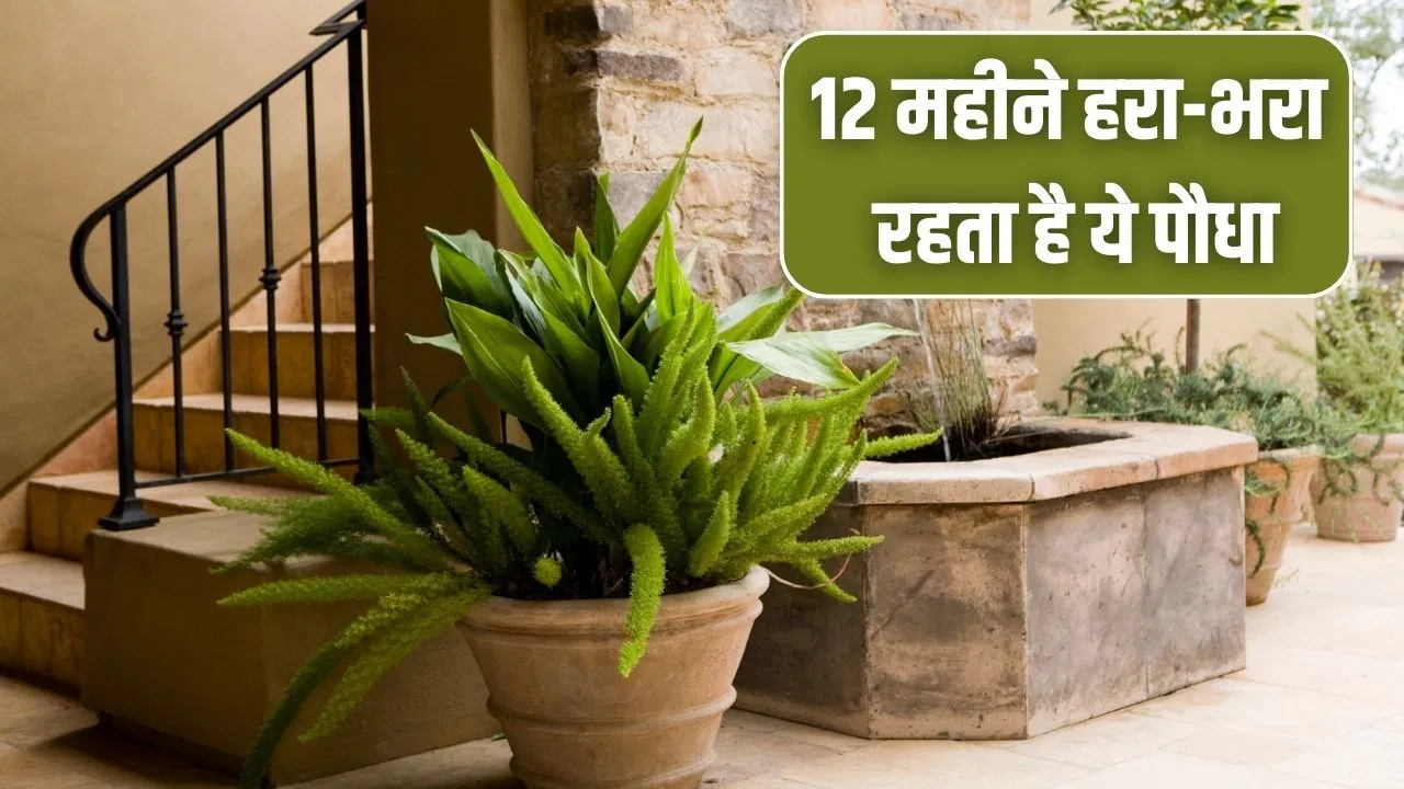 अभी से लगा लें ये पौधा, चिलचिलाती गर्मी में भी रहता है हरा, घर को रखता है ठंडा अभी से लगा लें ये पौधा, चिलचिलाती गर्मी में भी रहता है हरा, घर को रखता है ठंडा