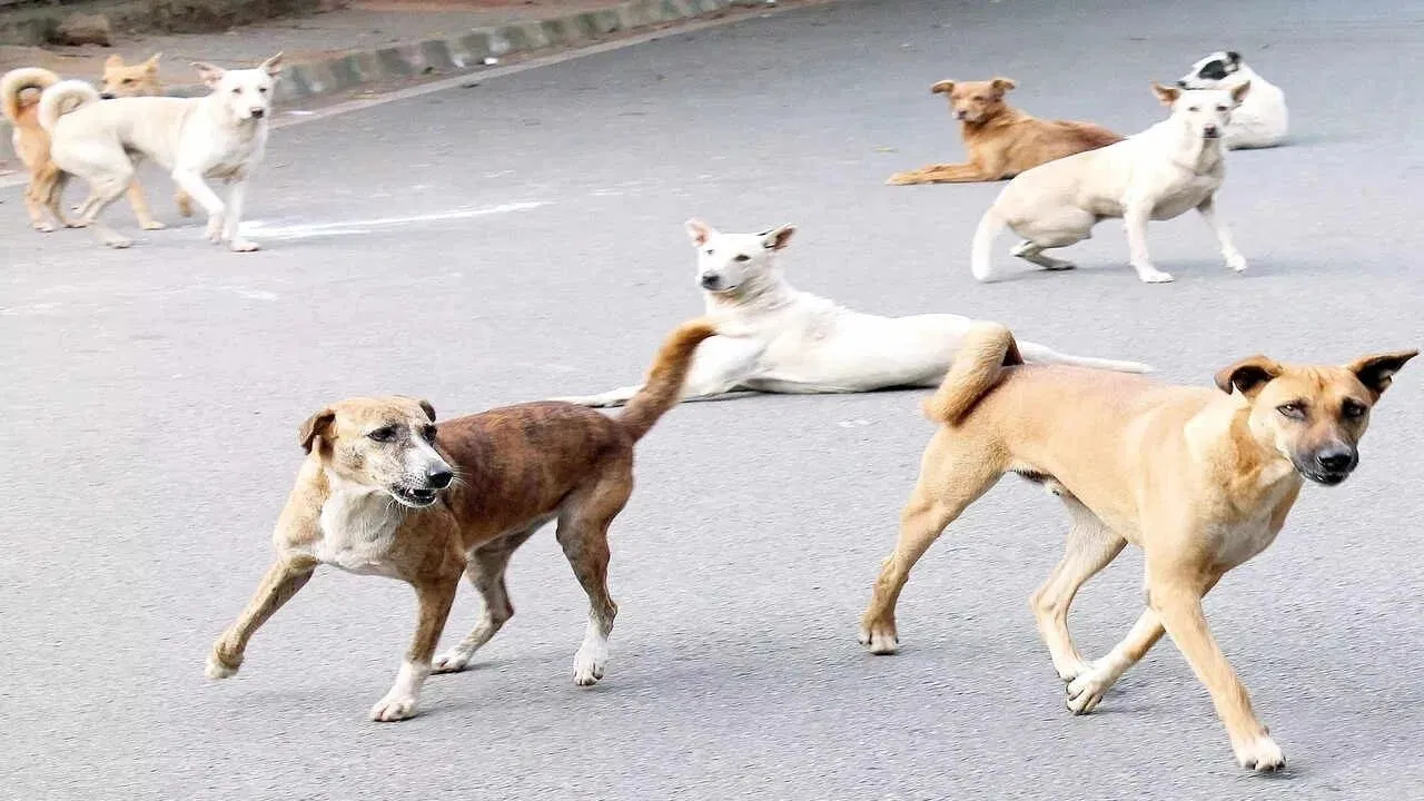 डॉक्टर को मिली अस्पताल से कुत्ता भगाने की जिम्मेदारी, चर्चा में सरकारी फरमान डॉक्टर को मिली अस्पताल से कुत्ता भगाने की जिम्मेदारी, चर्चा में सरकारी फरमान
