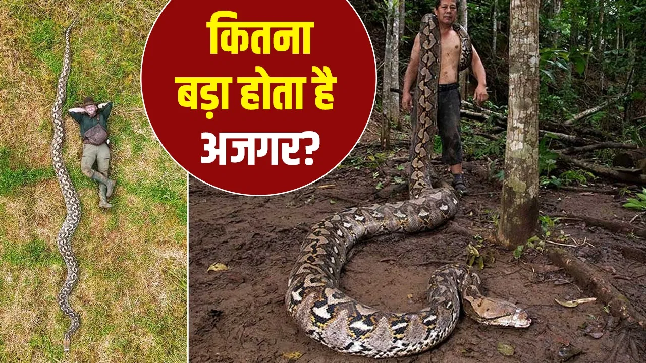 पूरा बछड़ा निगल जाएगा…. इंडोनेशिया में मिला दुनिया का सबसे बड़ा अजगर कितना अलग? पूरा बछड़ा निगल जाएगा.... इंडोनेशिया में मिला दुनिया का सबसे बड़ा अजगर कितना अलग?