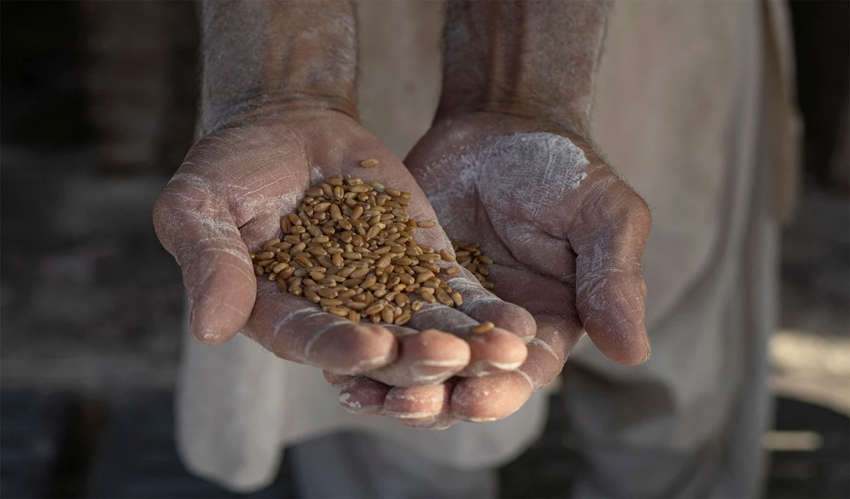 Karachi में सरकारी Price Control फेल, पाकिस्तान में गहराया आटा संकट, रोटी को तरसे लोग Karachi में सरकारी Price Control फेल, पाकिस्तान में गहराया आटा संकट, रोटी को तरसे लोग